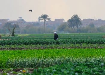 المصدر: العربي الجديد