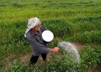 المصدر: روداوو