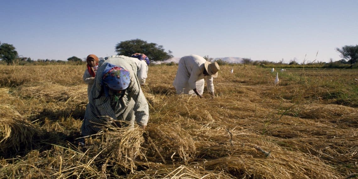 المصدر : De Agostini/Getty Images
