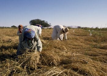 المصدر : De Agostini/Getty Images