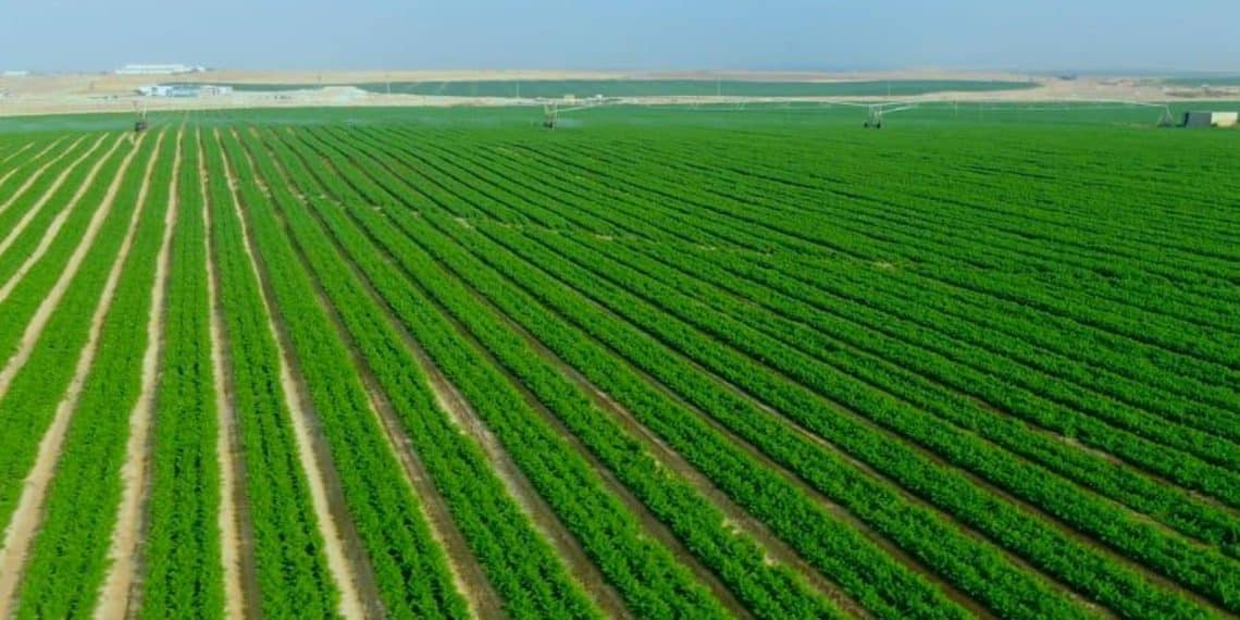 المصدر: مصر 360