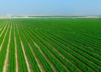 المصدر: مصر 360