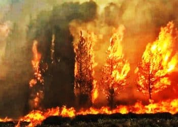 المصدر: البيان