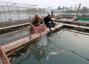 المصدر: قناة الرافدين