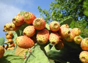 المصدر: تيسير