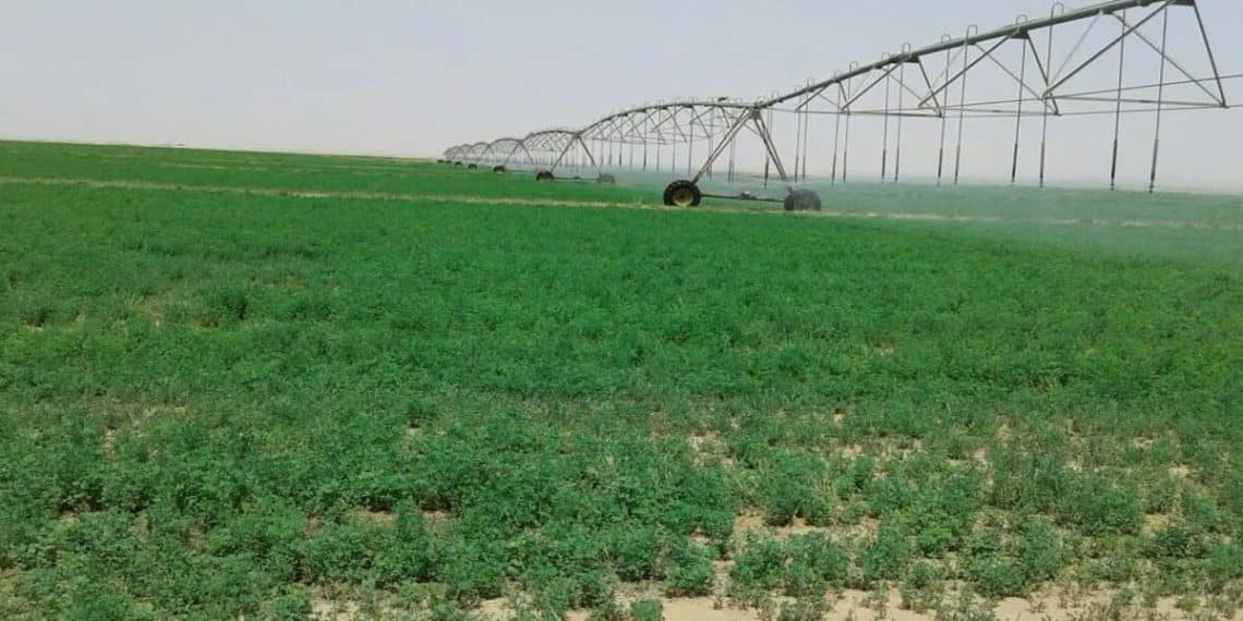 المصدر: أريبيان بزنس