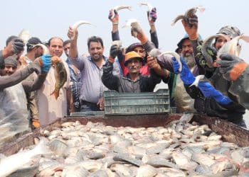 المصدر: الوطن