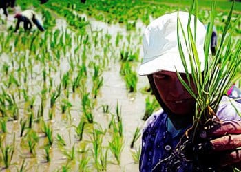 المصدر: بوابة أخبار اليوم