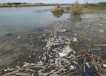 المصدر: اندبندنت عربية