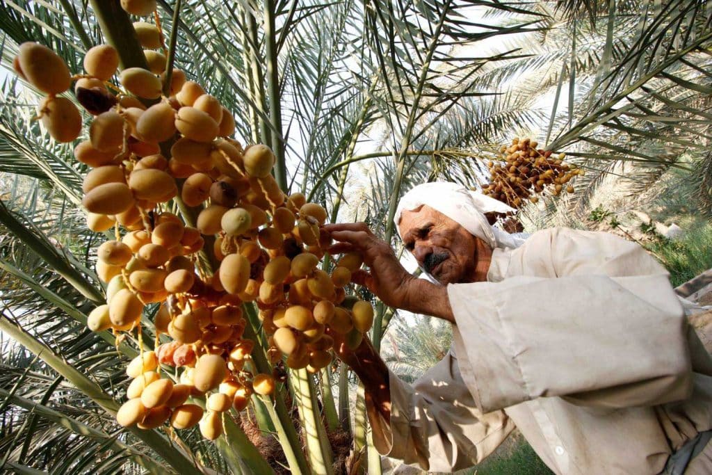 المصدر: صحيفة العرب