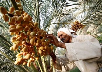 المصدر: صحيفة العرب