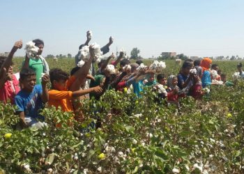 المصدر: جريدة المال