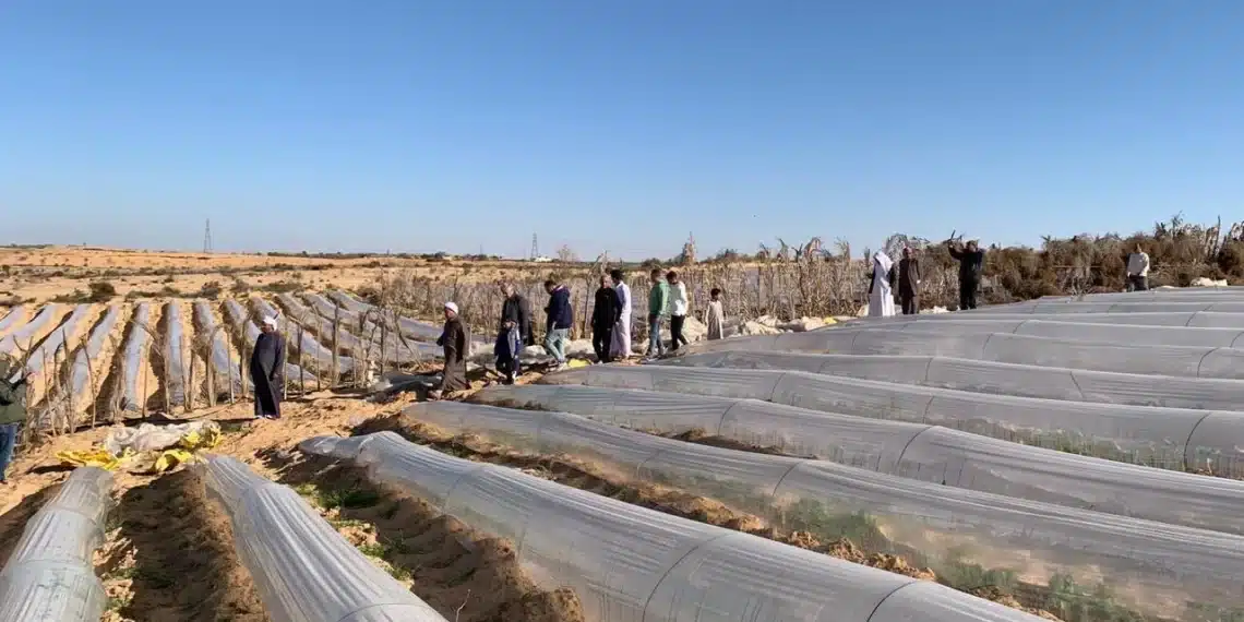 المصدر: مبتدا