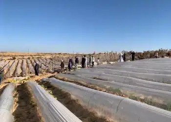 المصدر: مبتدا