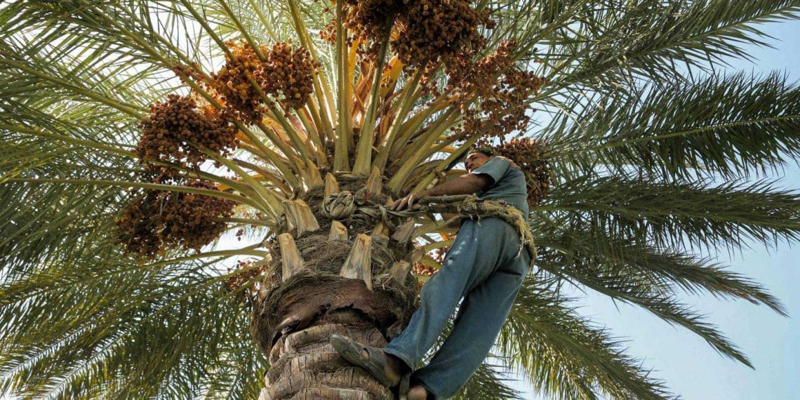 المصدر: الترا عراق