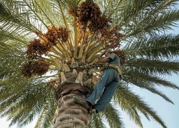 المصدر: الترا عراق