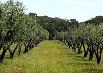 المصدر: فيتو