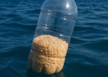 المصدر: نيوز روم