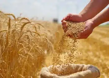 المصدر: الحدث