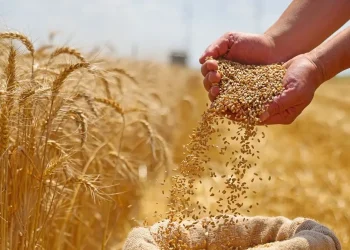 المصدر: Al Arabiya