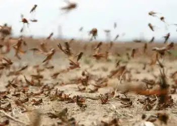 المصدر: الجزيرة نت