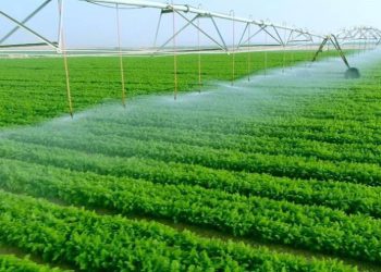 المصدر: روز اليوسف