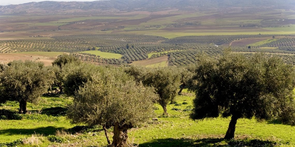 المصدر: ألترا تونس