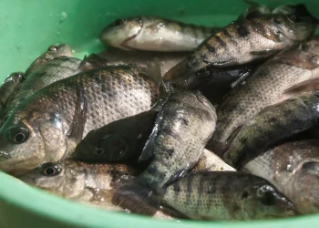 المصدر: الجزيرة نت