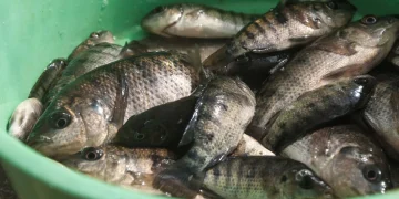 المصدر: الجزيرة نت