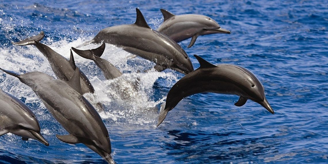 المصدر: إيجيبشيان جيوجرافيك