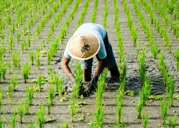 المصدر: Krishi Jagran