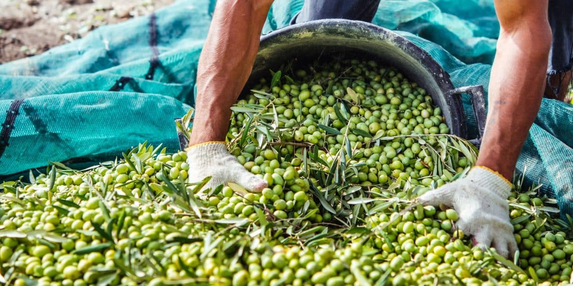 المصدر: 24news