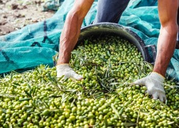 المصدر: 24news