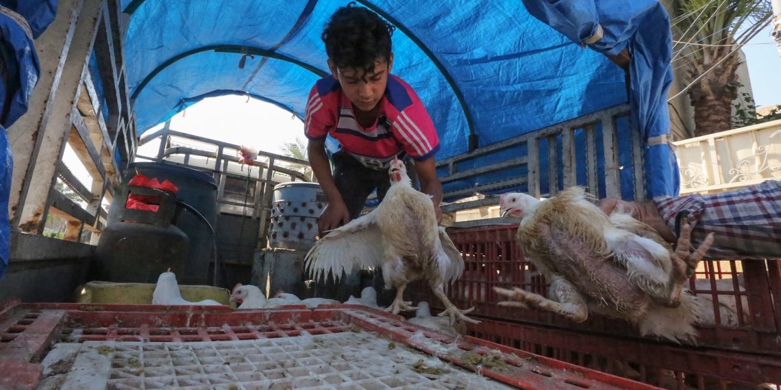 المصدر: إنفوبلاس