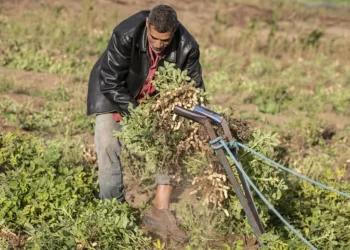المصدر: ألترا تونس