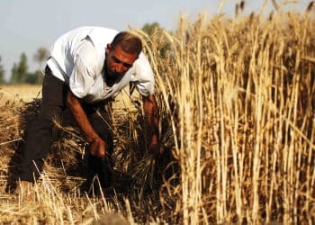 المصدر: مصر 360