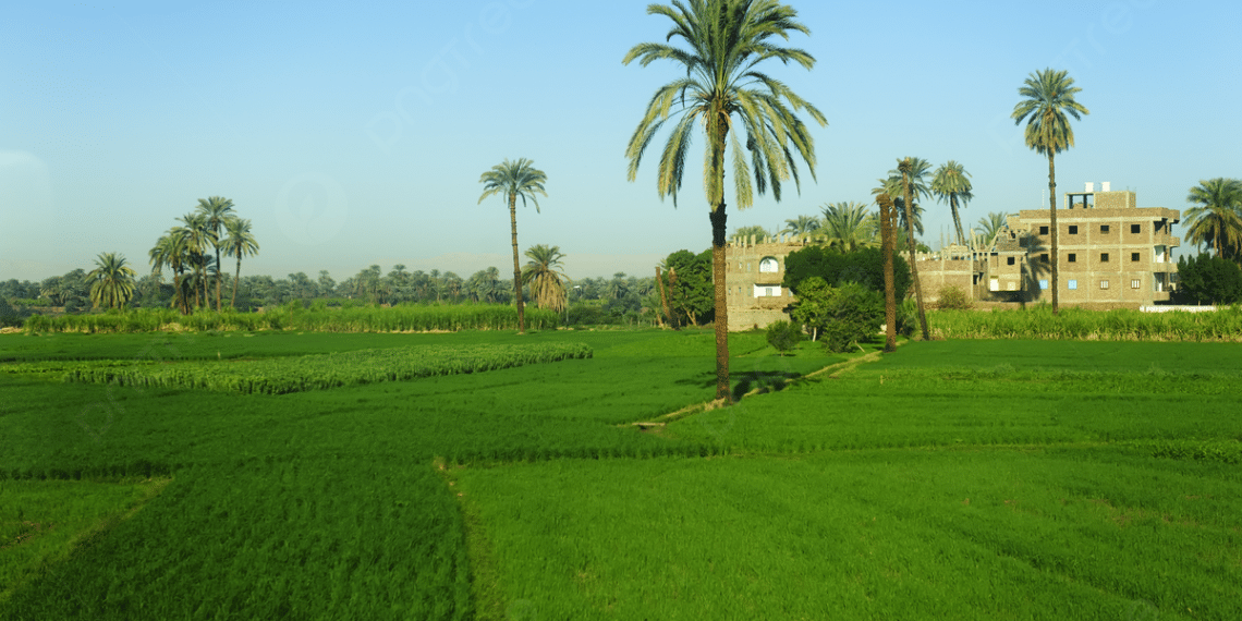 المصدر: Pngtree