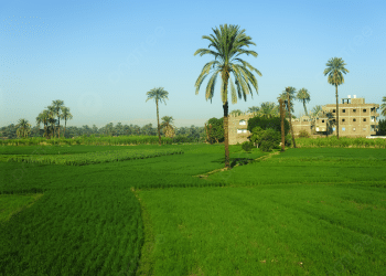 المصدر: Pngtree