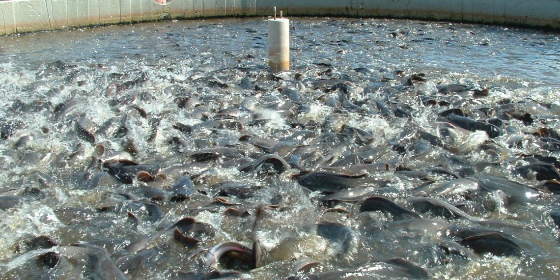 المصدر: Mobtada