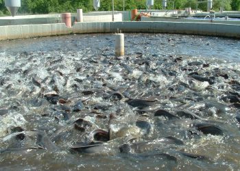 المصدر: Mobtada