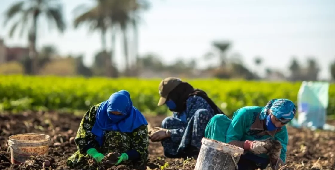 المصدر: حفريات