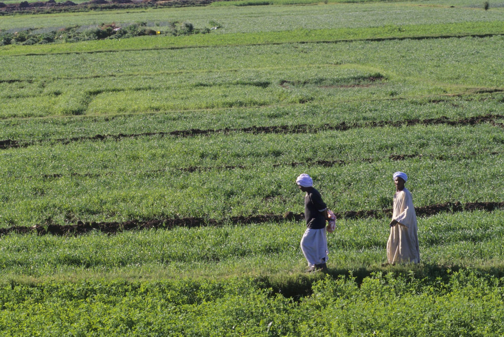 الرقعة الزراعية في مصر