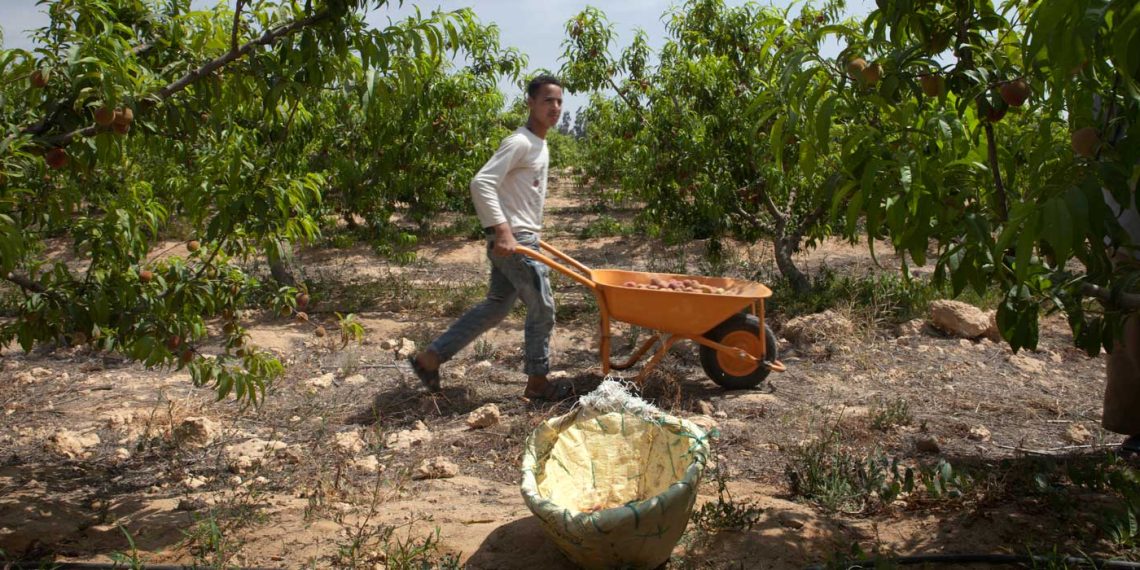 المصدر: IFAD‏