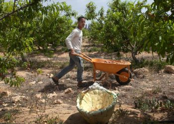 المصدر: IFAD‏