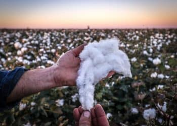 المصدر: قناة مصر الزراعية