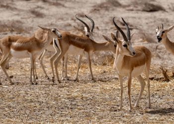 المصدر: الاتحاد