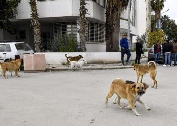 المصدر: اندبندنت عربية