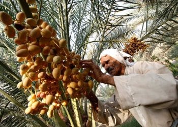 المصدر: Nawa‏