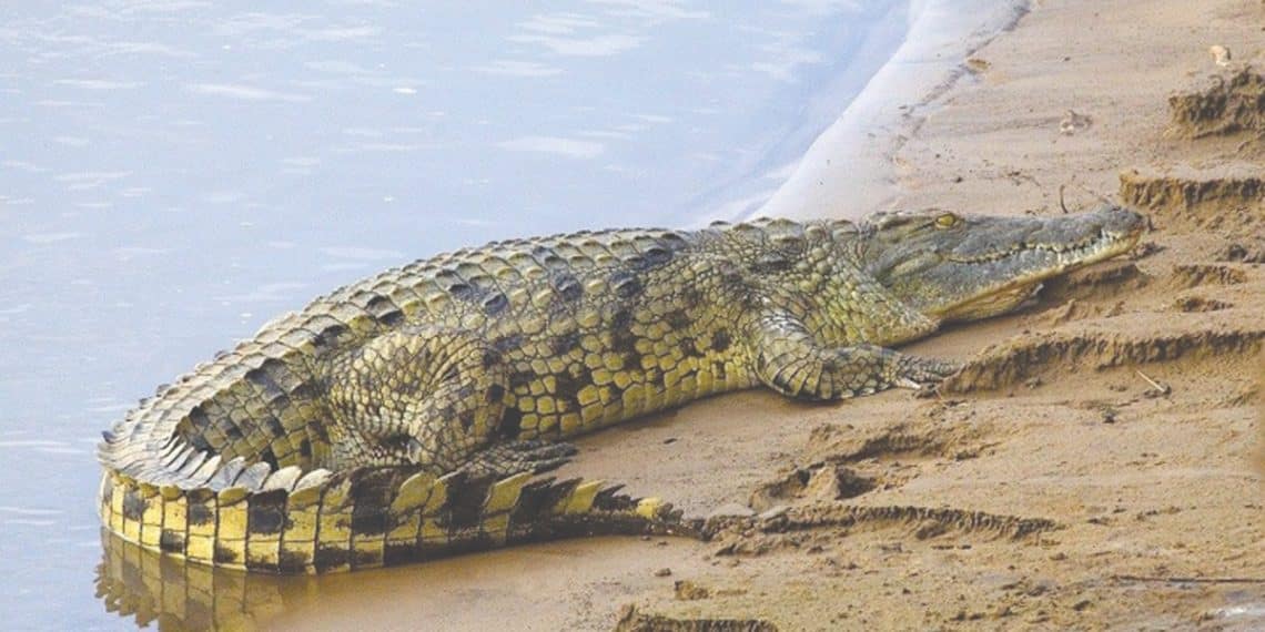 المصدر: مجلة المجلة