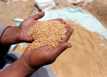 المصدر: Shafaqna